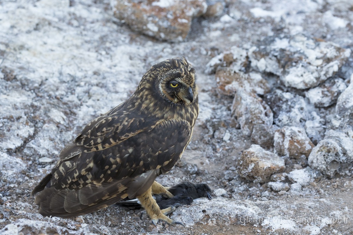 Short-eared Owl (Galapagos) - ML116296581