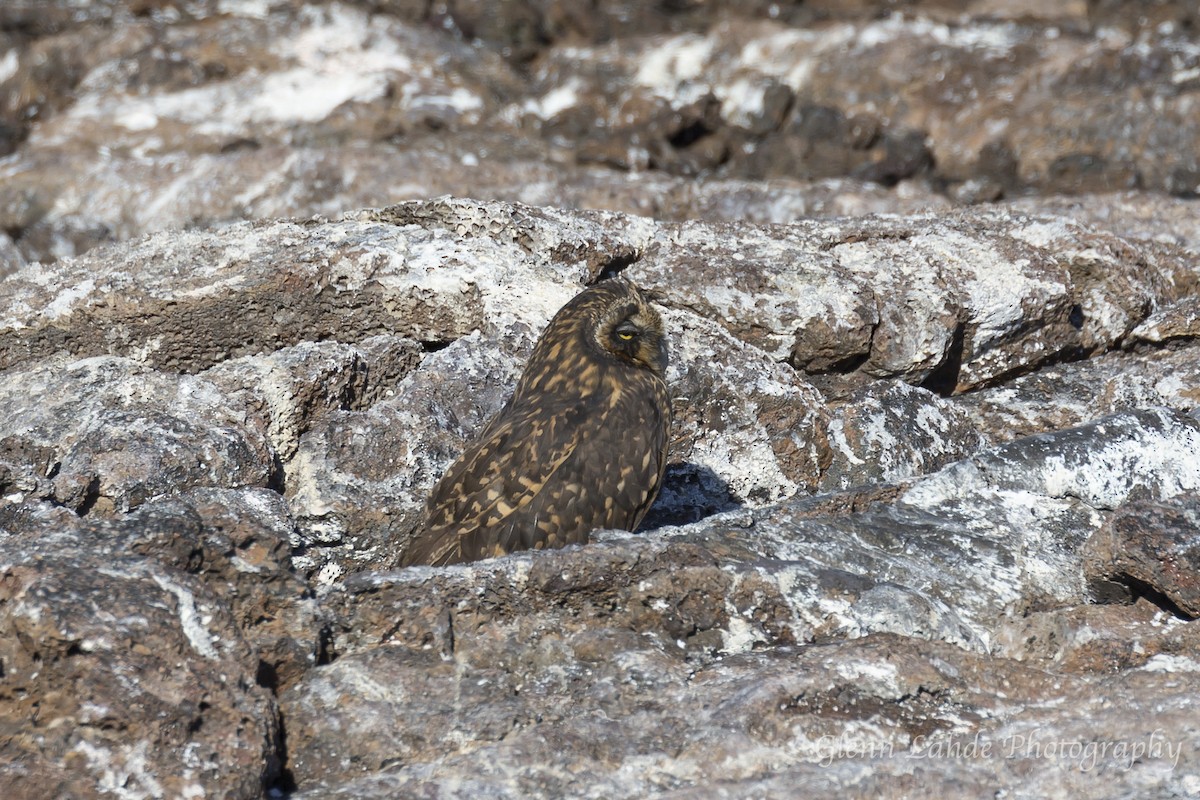 Short-eared Owl (Galapagos) - ML116296591