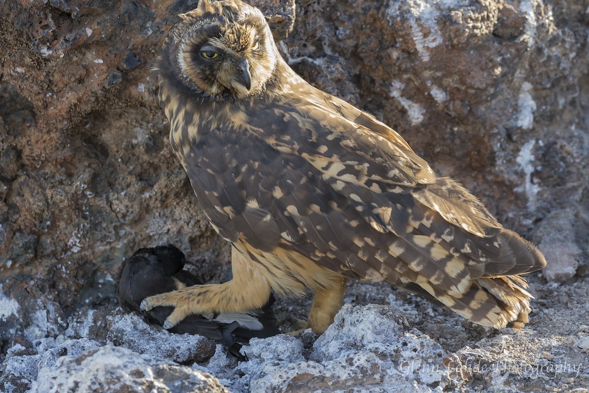Short-eared Owl (Galapagos) - ML116296601