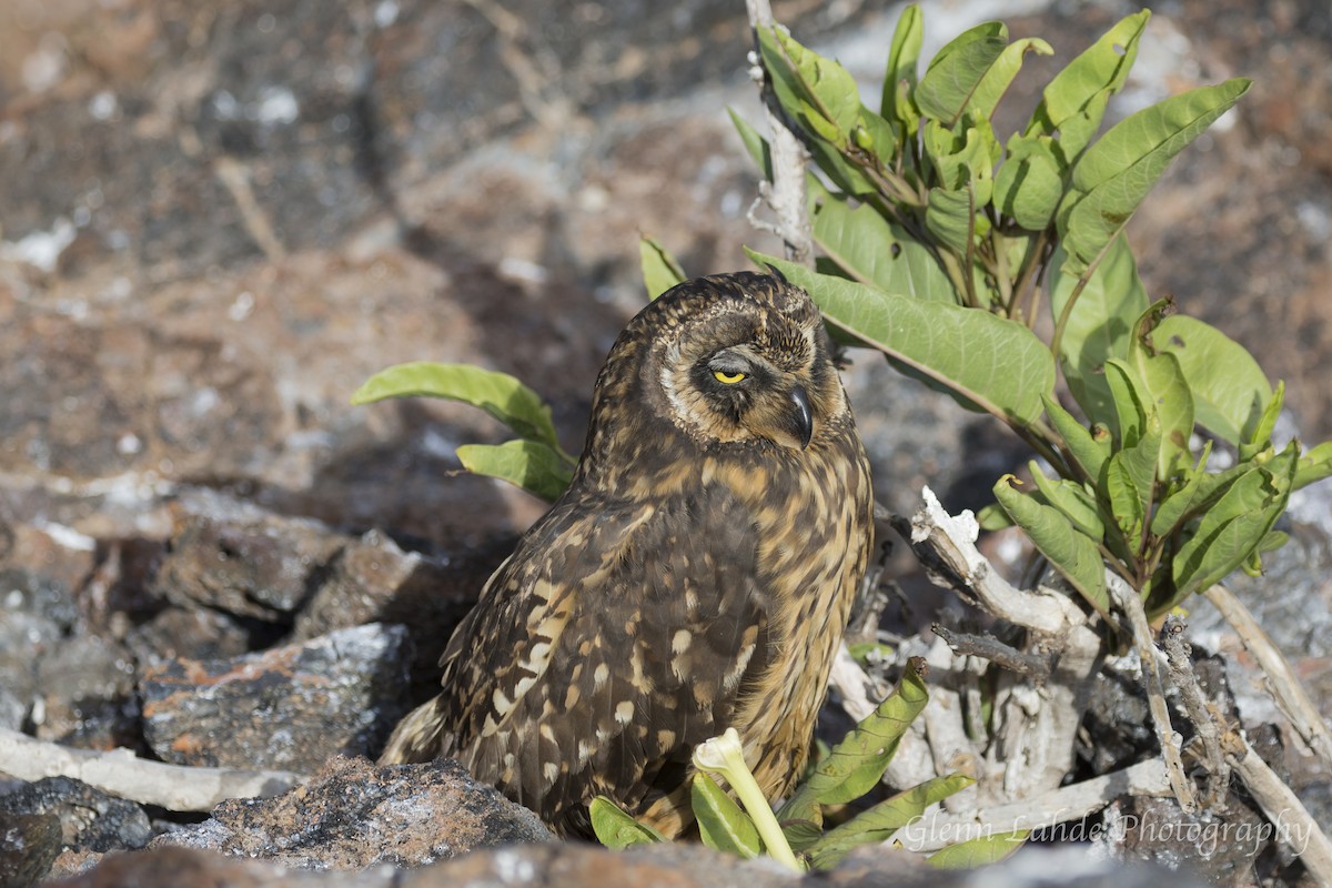 Short-eared Owl (Galapagos) - ML116296621