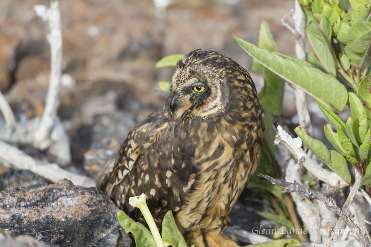 Short-eared Owl (Galapagos) - Glenn Lahde