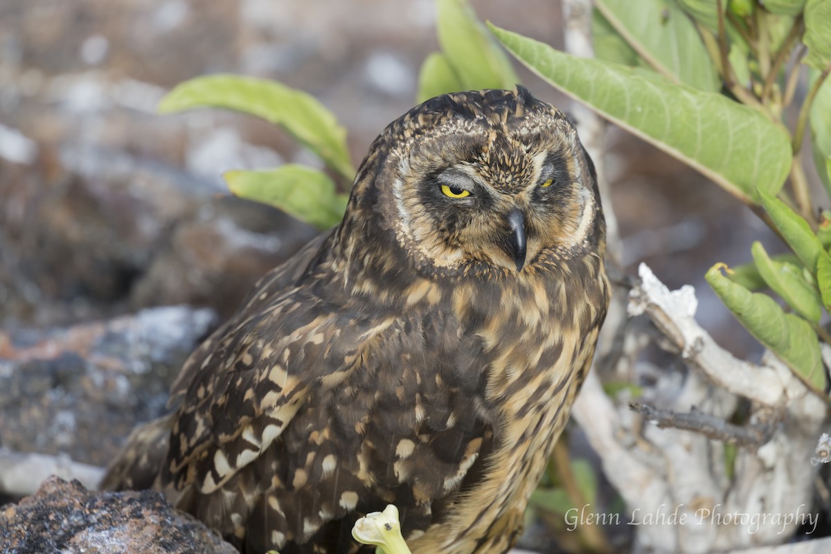Short-eared Owl (Galapagos) - Glenn Lahde