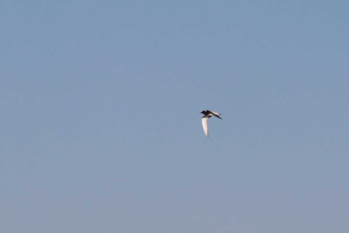 Common Tern - ML116300541