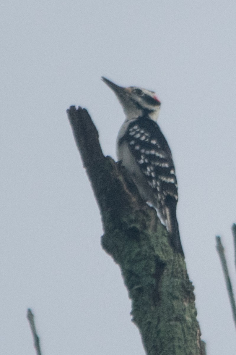 Hairy Woodpecker - Eric Ripma