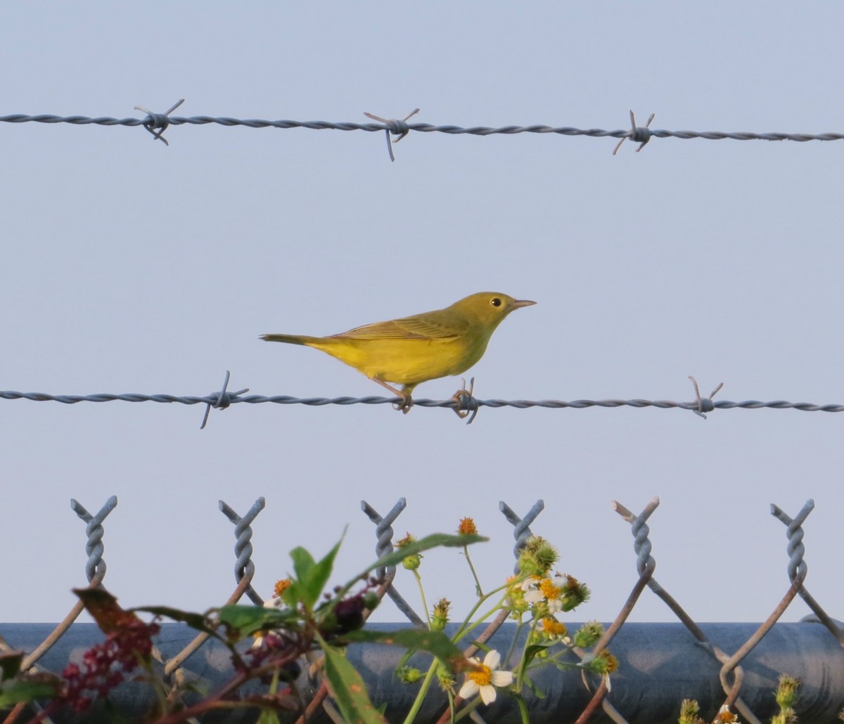 Yellow Warbler - Douglas Richard