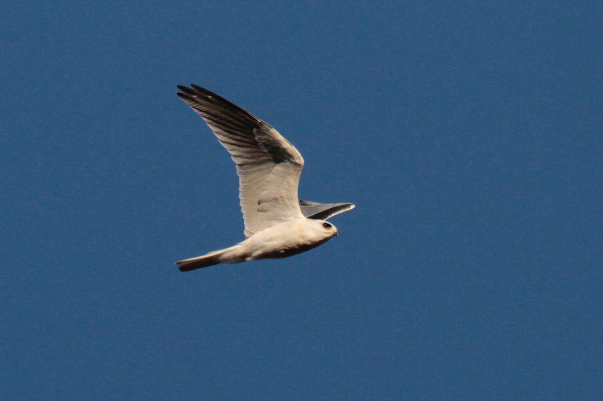 White-tailed Kite - ML116304671