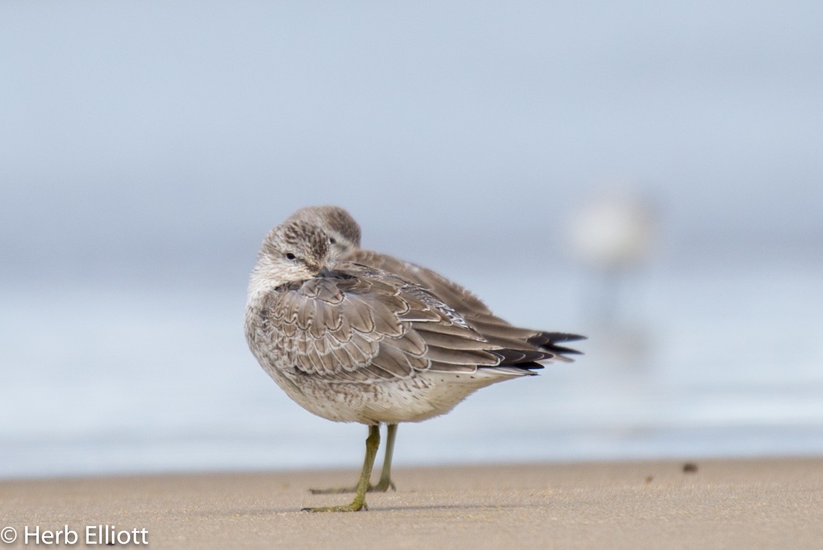 Red Knot - ML116307381