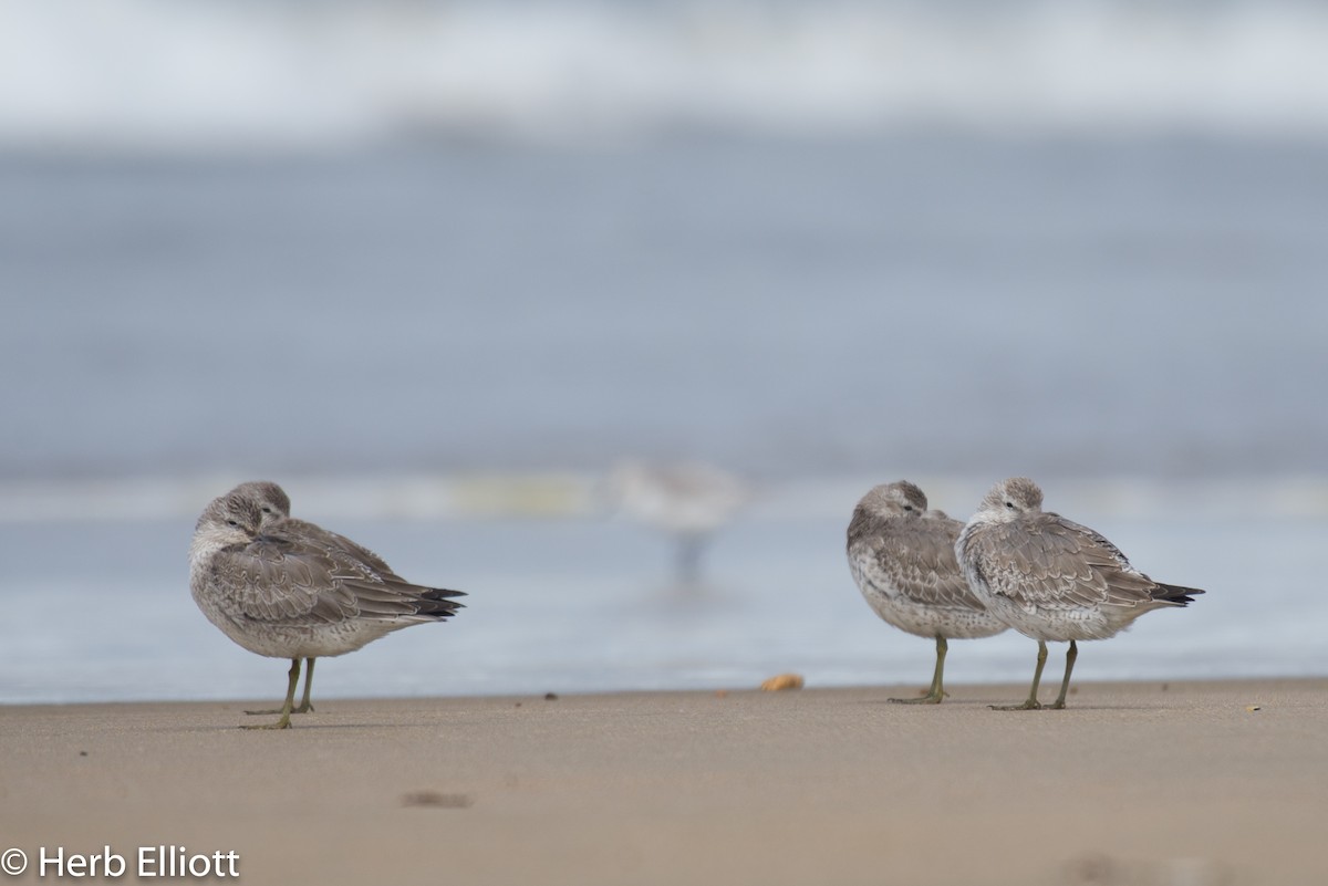 Red Knot - ML116307401