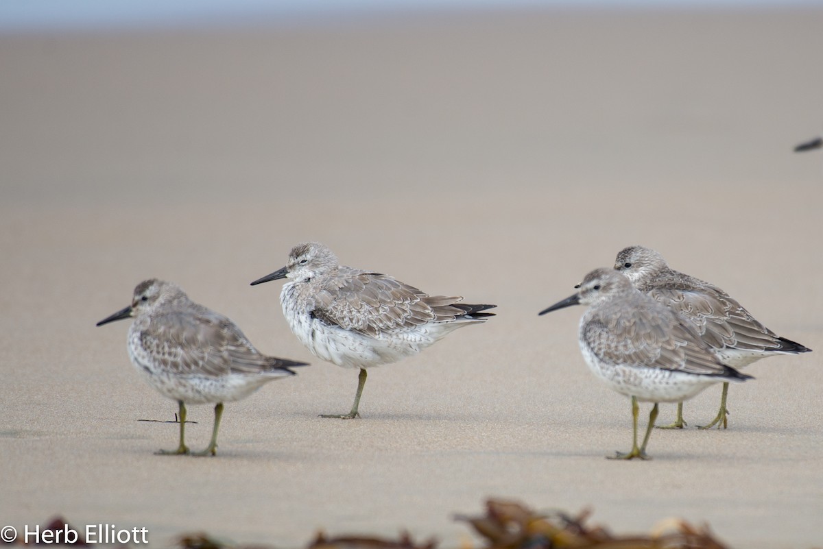 Red Knot - ML116307431