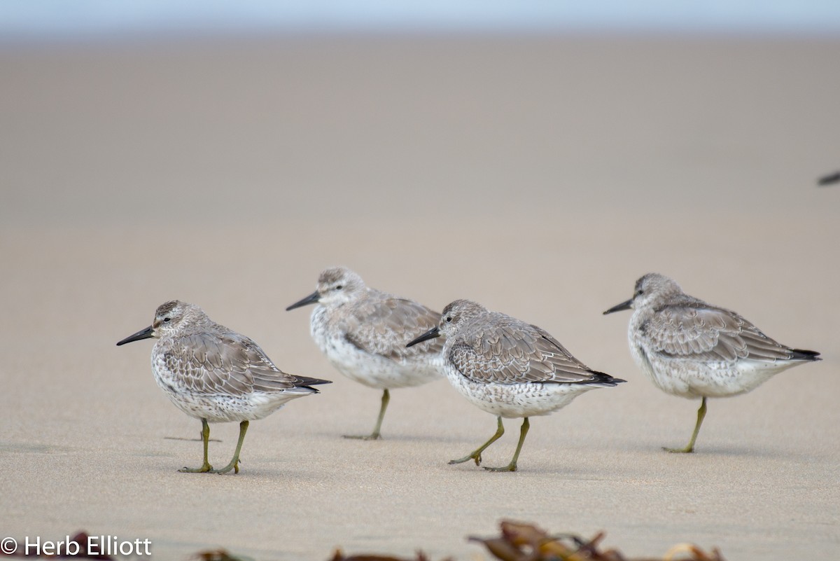 Red Knot - ML116307451