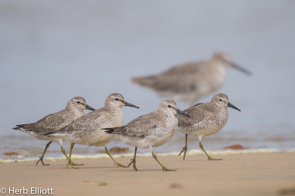 Red Knot - ML116307471