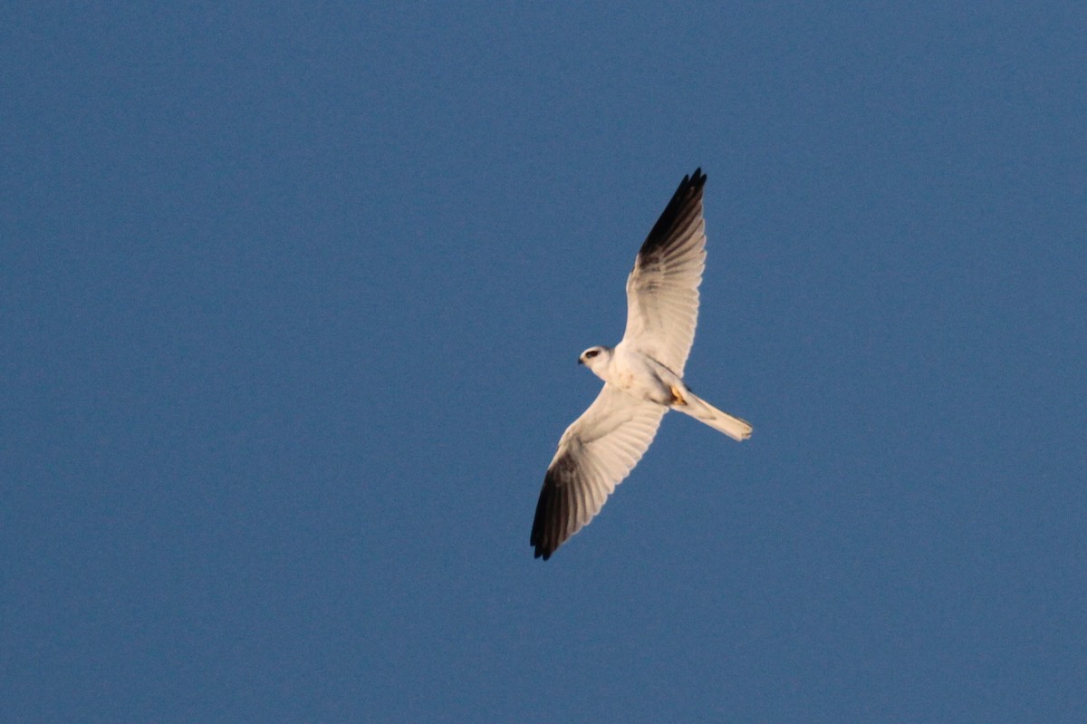 White-tailed Kite - Daniel George