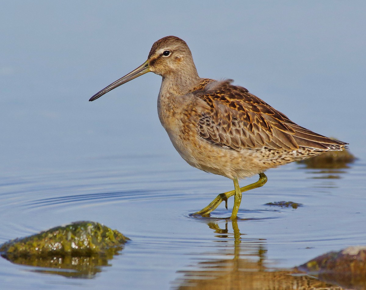 Long-billed Dowitcher - ML116308941