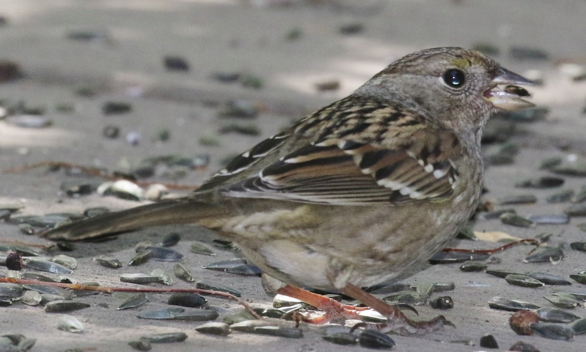Golden-crowned Sparrow - Debby Parker
