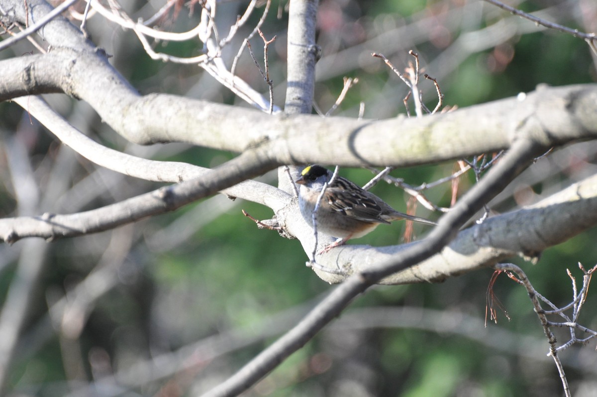 Golden-crowned Sparrow - Steve Landes