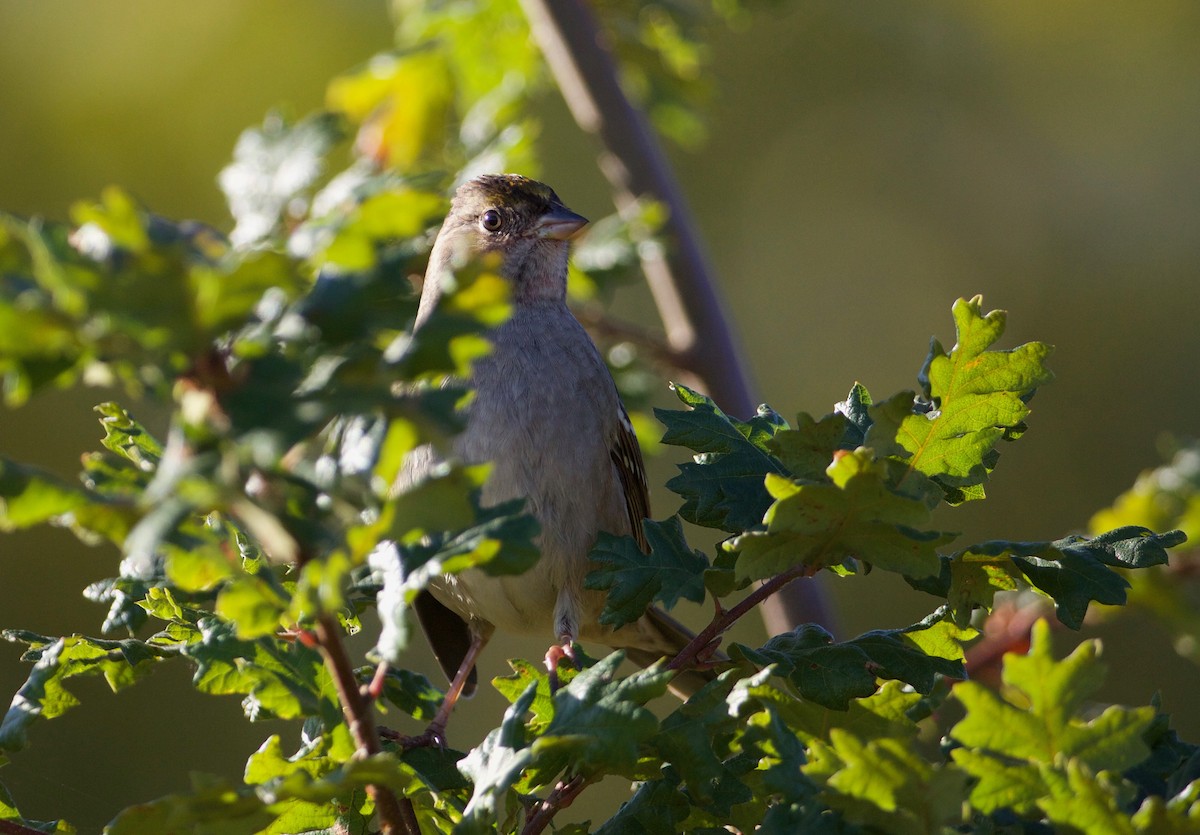 Golden-crowned Sparrow - Eric Barnes