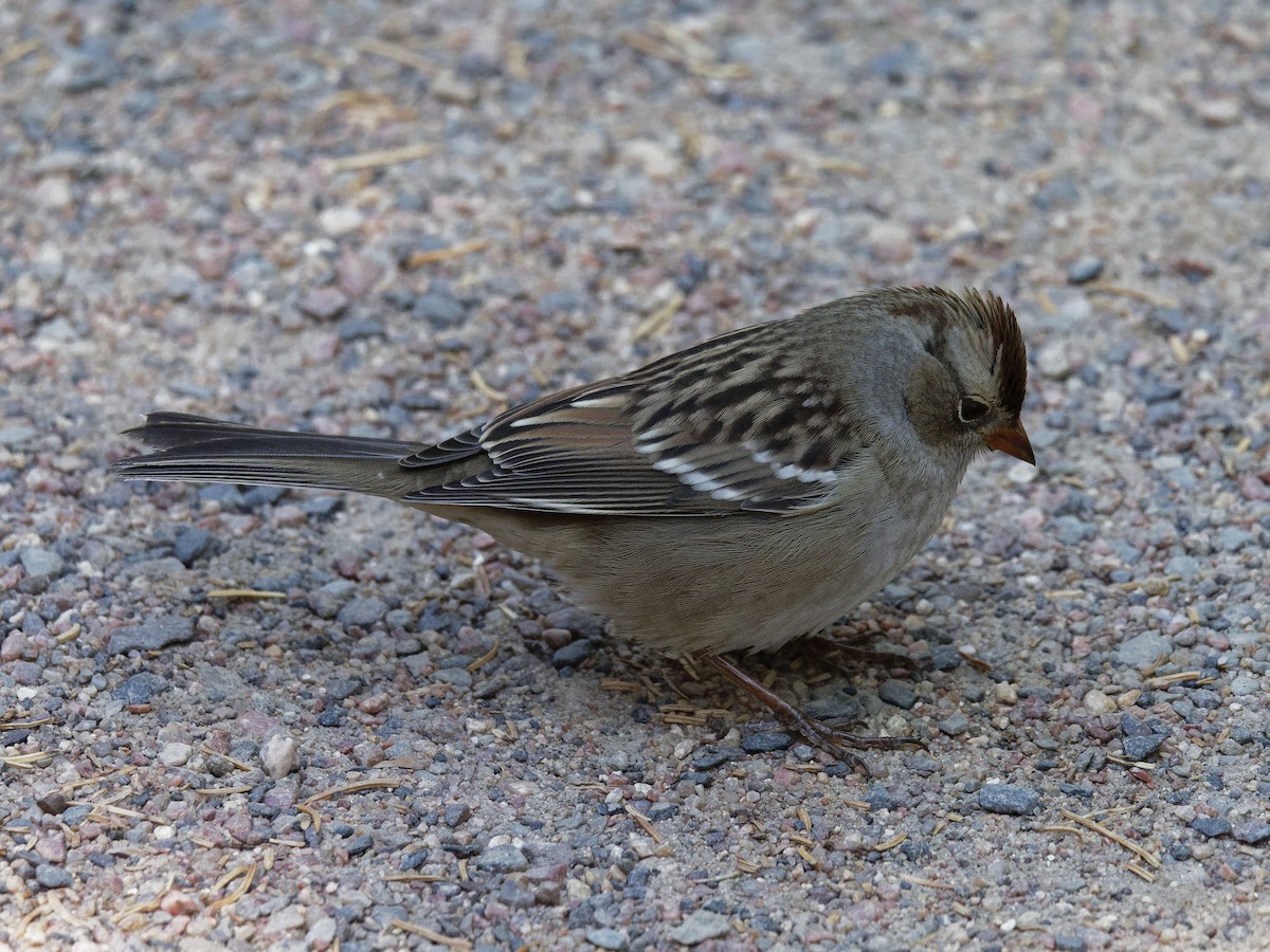 White-crowned Sparrow - Dina Perry