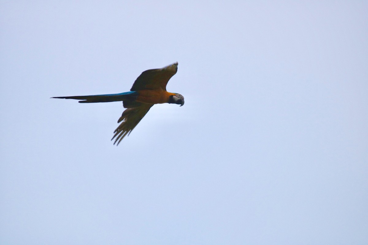 Blue-and-yellow Macaw - ML116316791