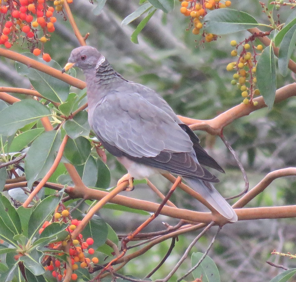 Band-tailed Pigeon - ML116317331