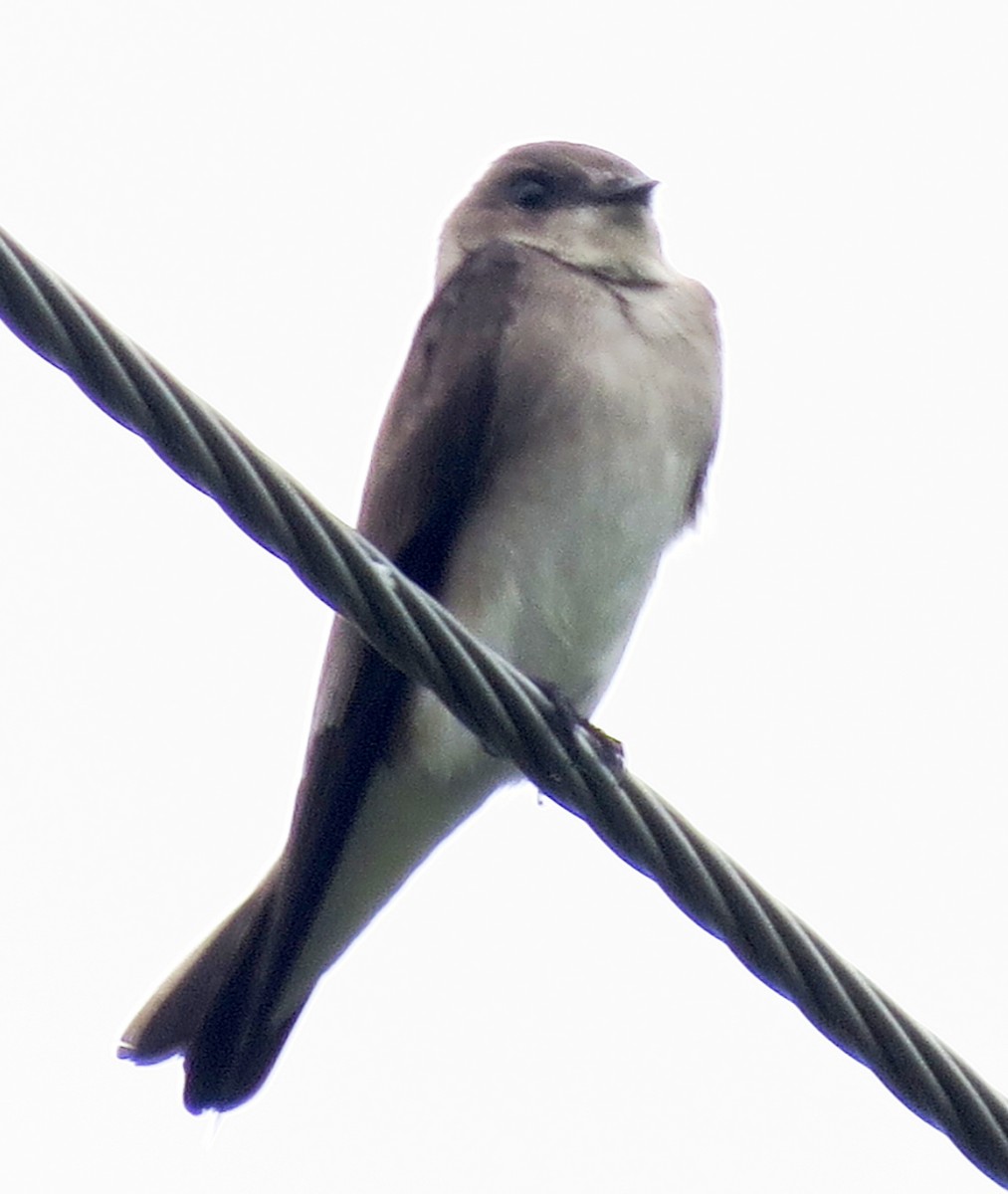 Northern Rough-winged Swallow - ML116317711