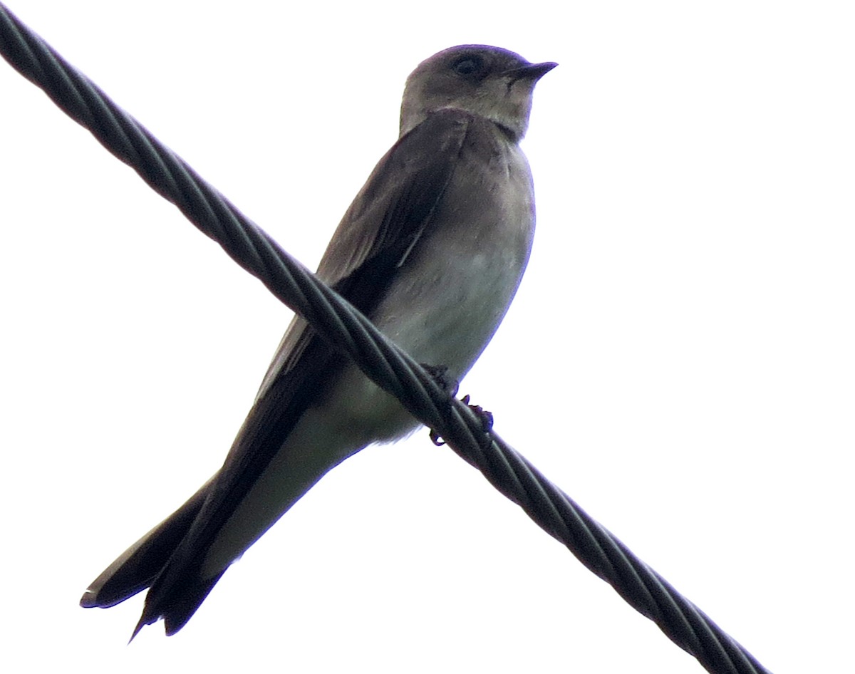Northern Rough-winged Swallow - Diane Drobka