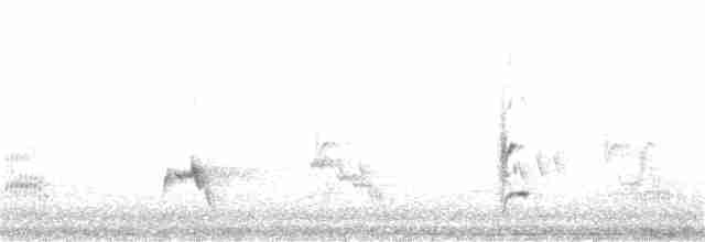 Streifenpanthervogel (striatus) - ML116318441