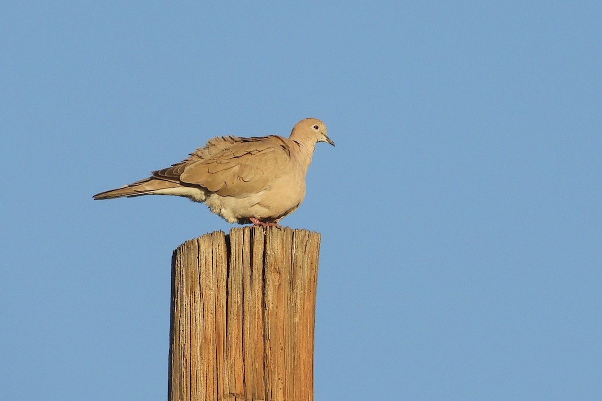 Eurasian Collared-Dove - Susan Voelker