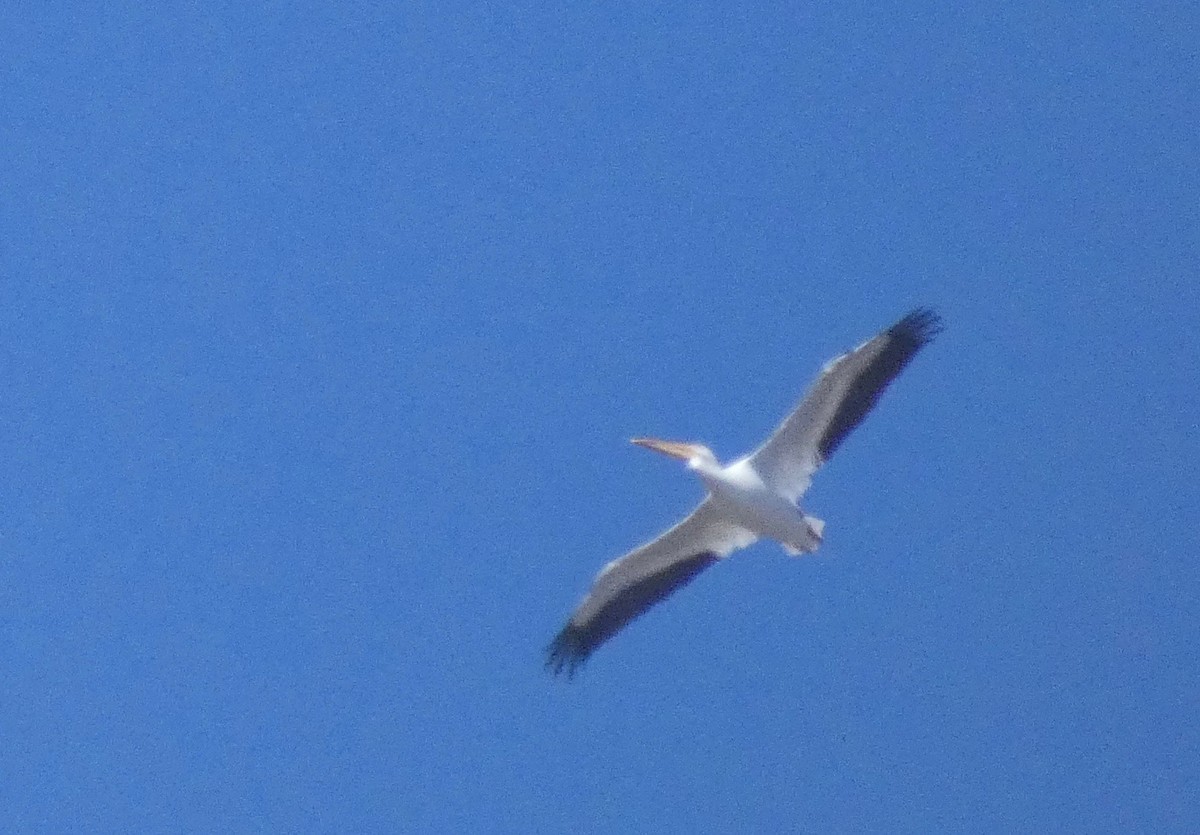 American White Pelican - John Callender