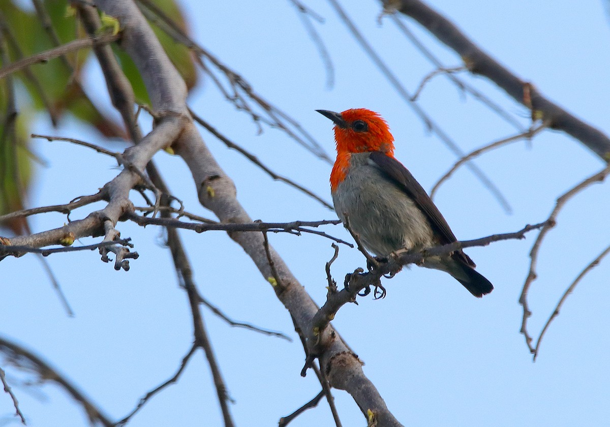 Scarlet-headed Flowerpecker - ML116322051