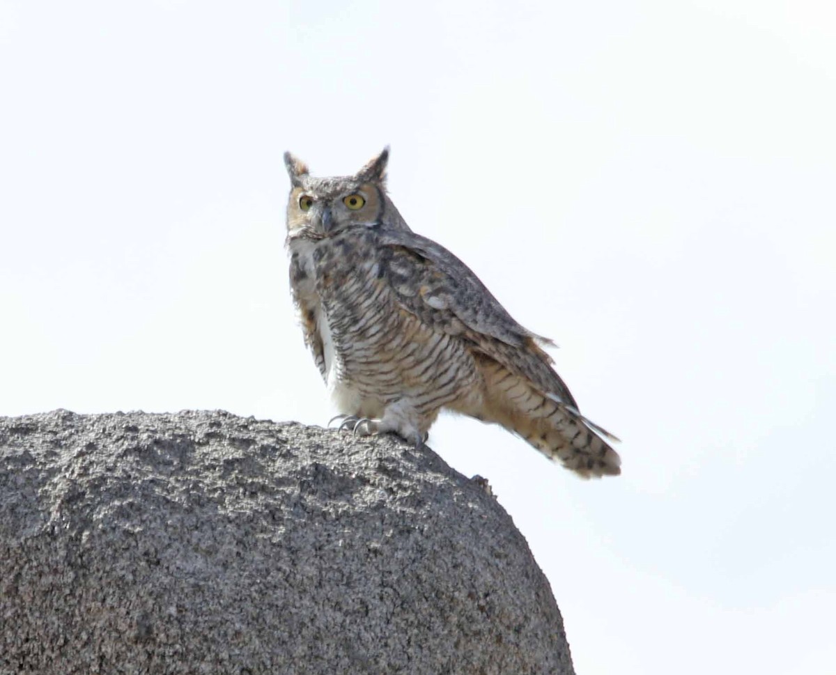 Great Horned Owl - Bill Deppe