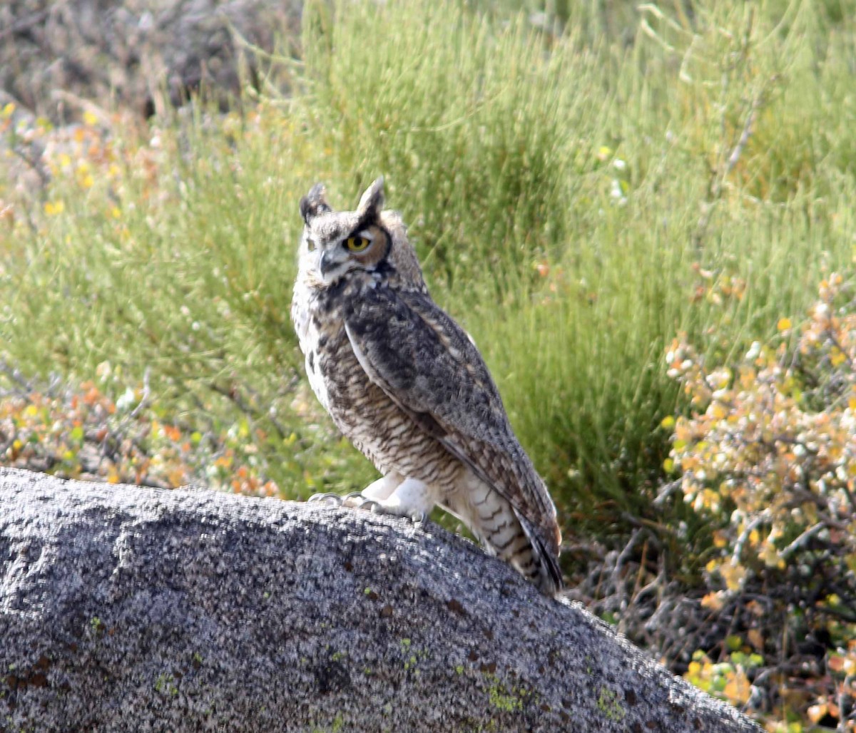 Great Horned Owl - ML116322321
