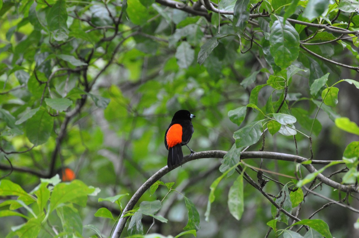 Scarlet-rumped Tanager (Passerini's) - ML116324621
