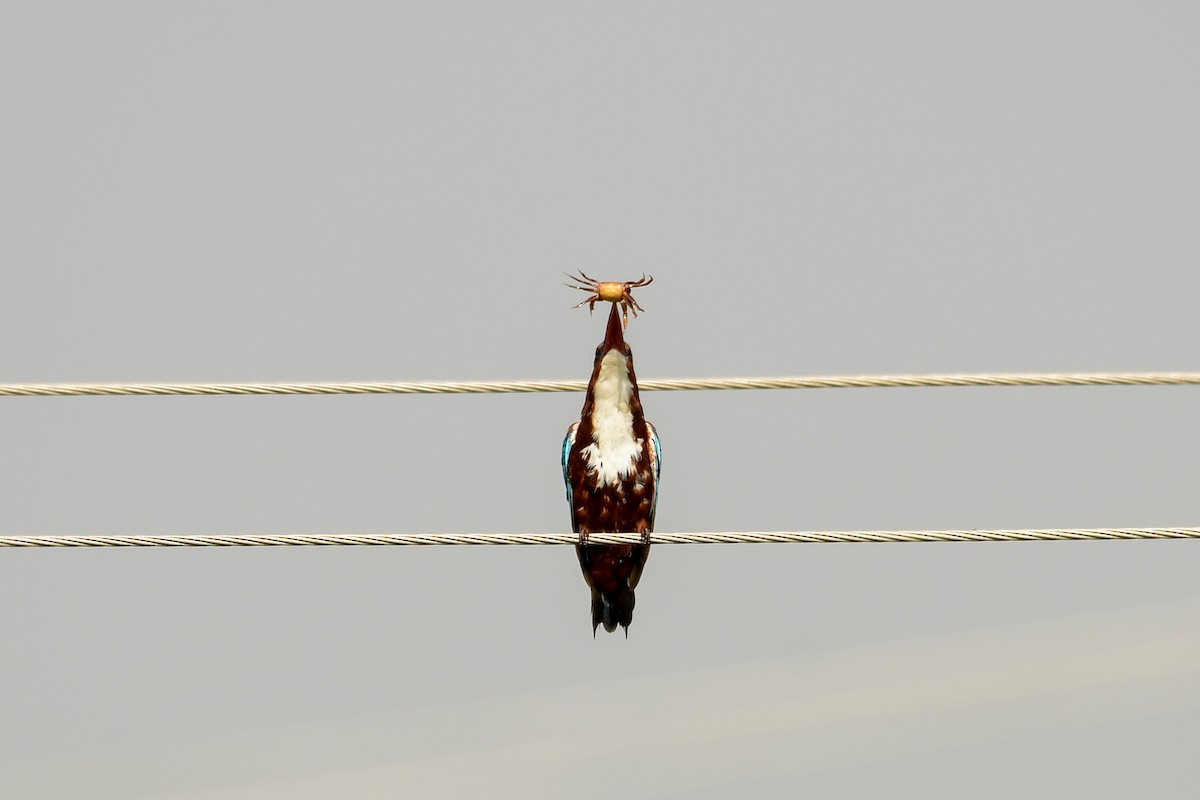 White-throated Kingfisher - Prem Raut