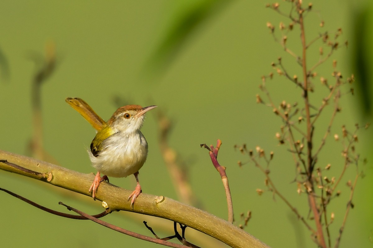 Common Tailorbird - Prem Raut