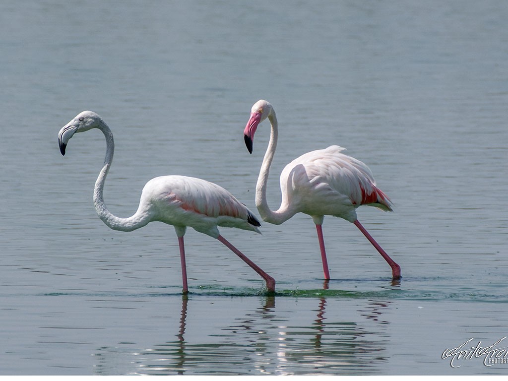 Greater Flamingo - Anil Arora