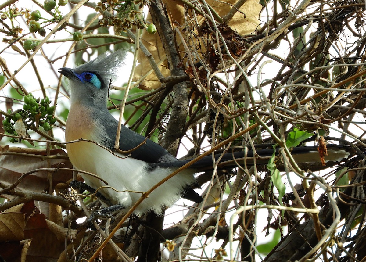 Crested Coua - ML116329831