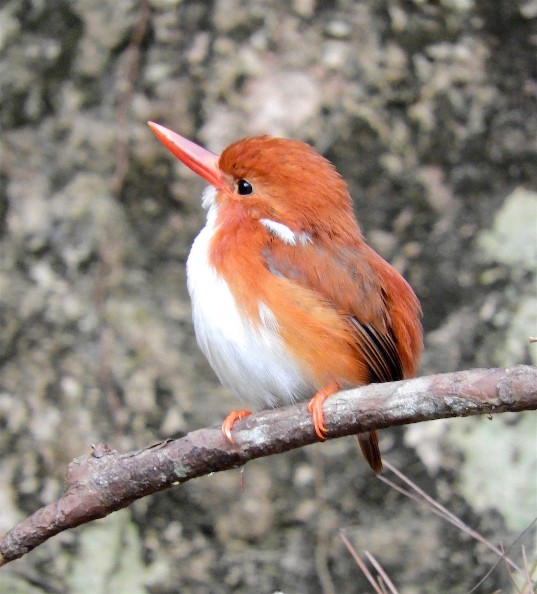 Madagascar Pygmy Kingfisher - Chuck Holliday