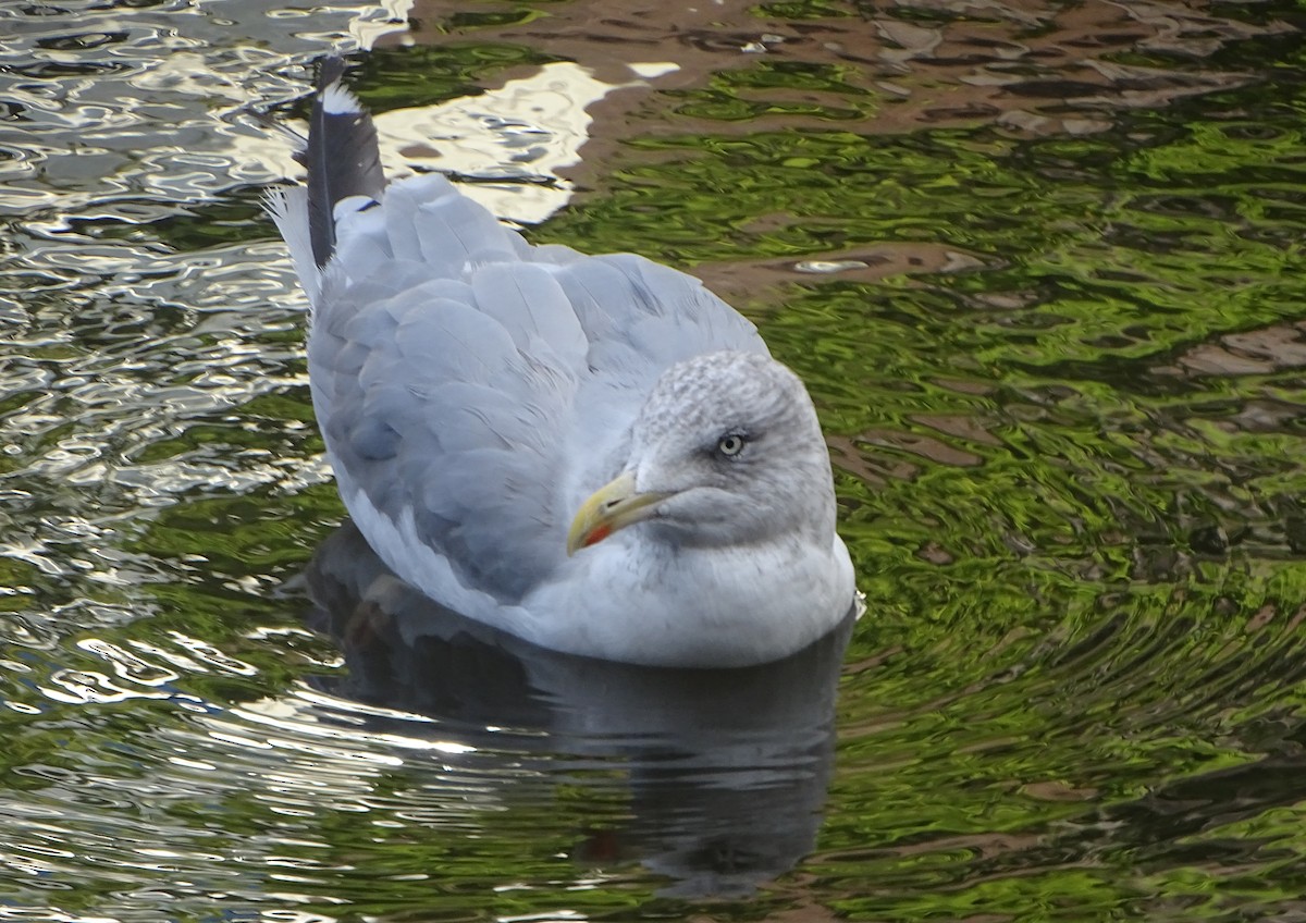 Herring Gull (European) - Stephen Harris