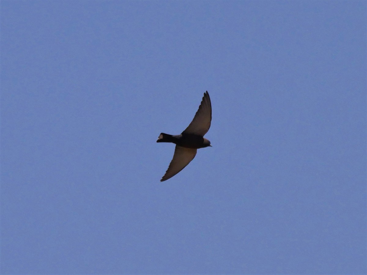 Little Woodswallow - Dan Pendavingh