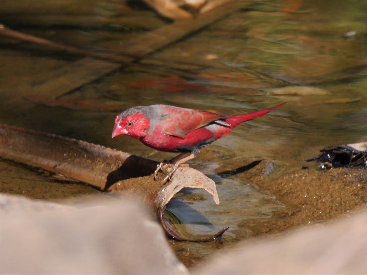 Crimson Finch - Dan Pendavingh