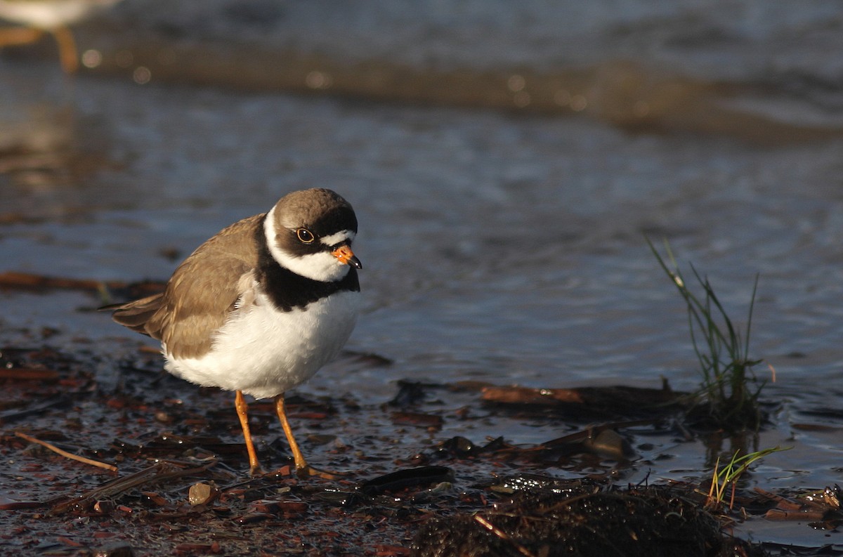 Semipalmated Plover - Guy Poisson