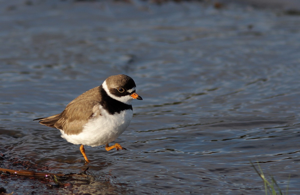 Semipalmated Plover - Guy Poisson