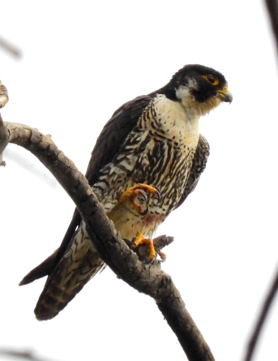 Peregrine Falcon (Malagasy) - Chuck Holliday