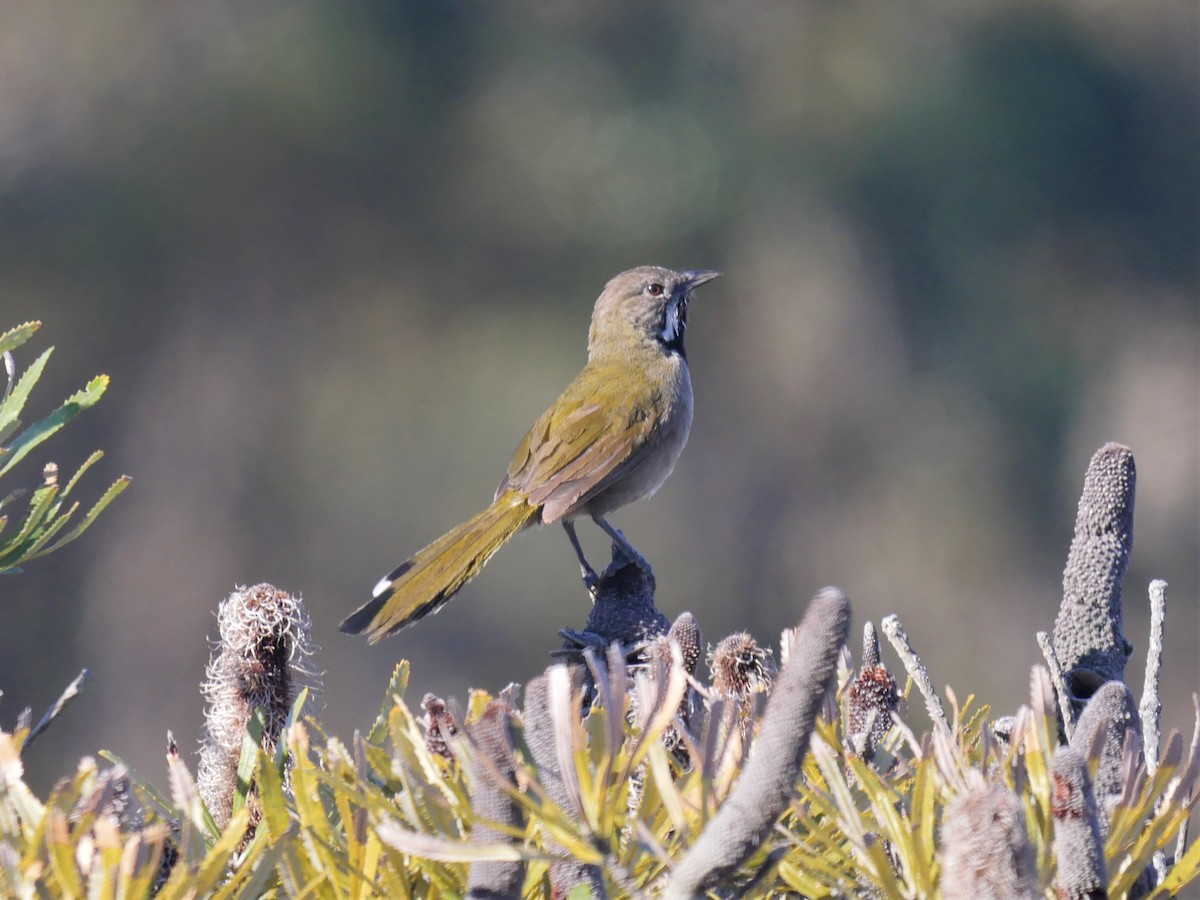 Western Whipbird (Black-throated) - Dan Pendavingh