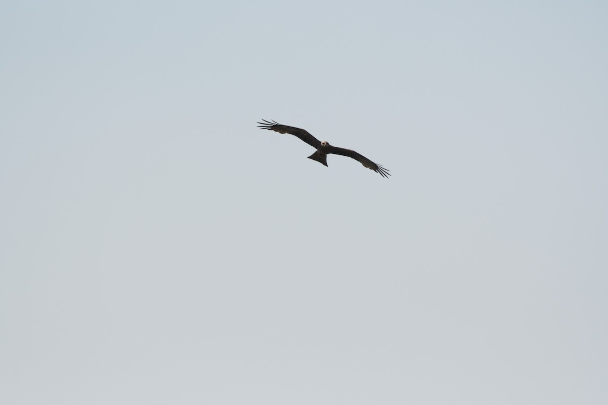 Black Kite (Black) - Nige Hartley
