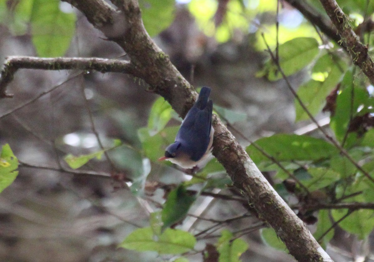 Velvet-fronted Nuthatch - ML116337451