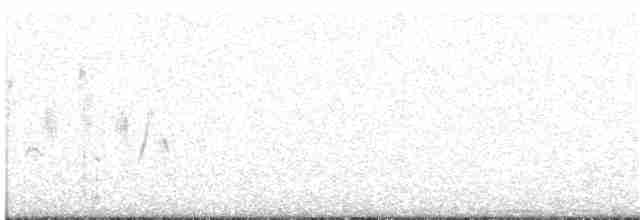 Magellanic Oystercatcher - ML116338661
