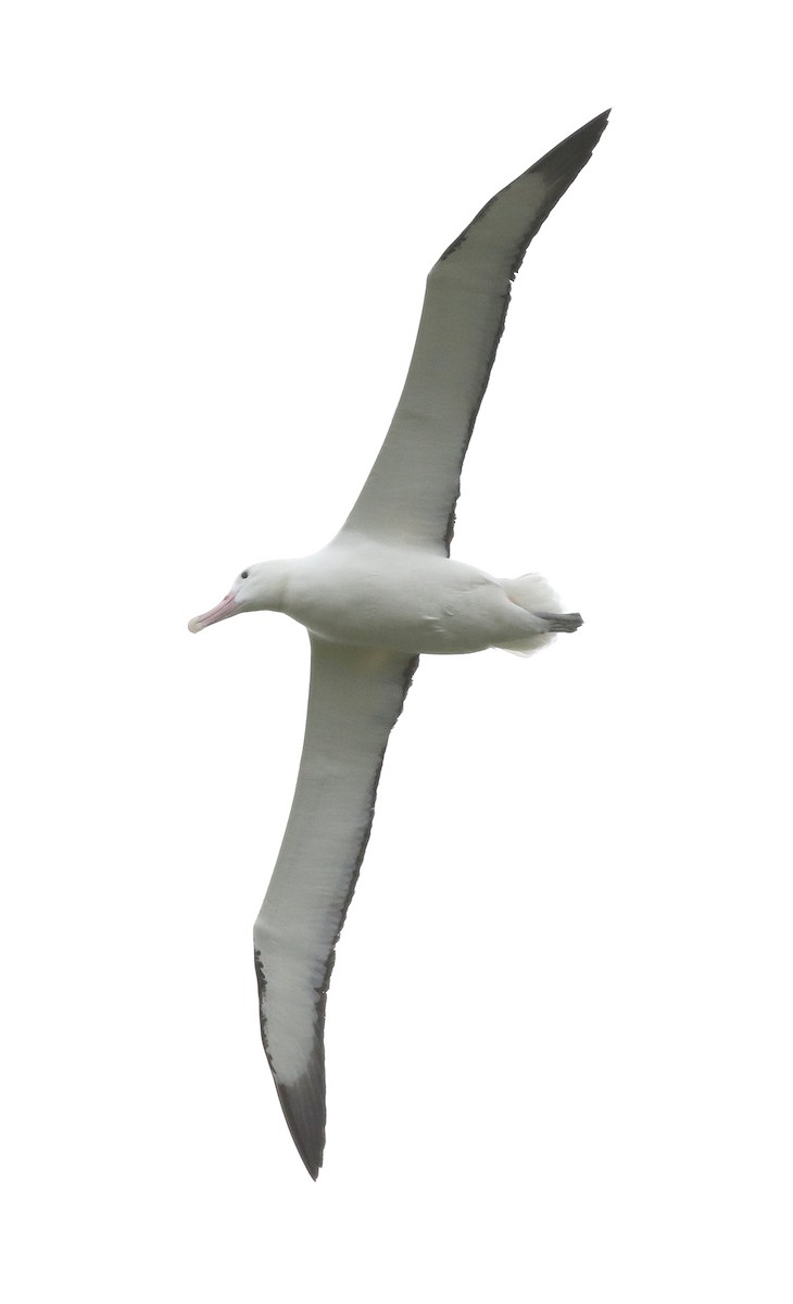 Southern Royal Albatross - ML116338681