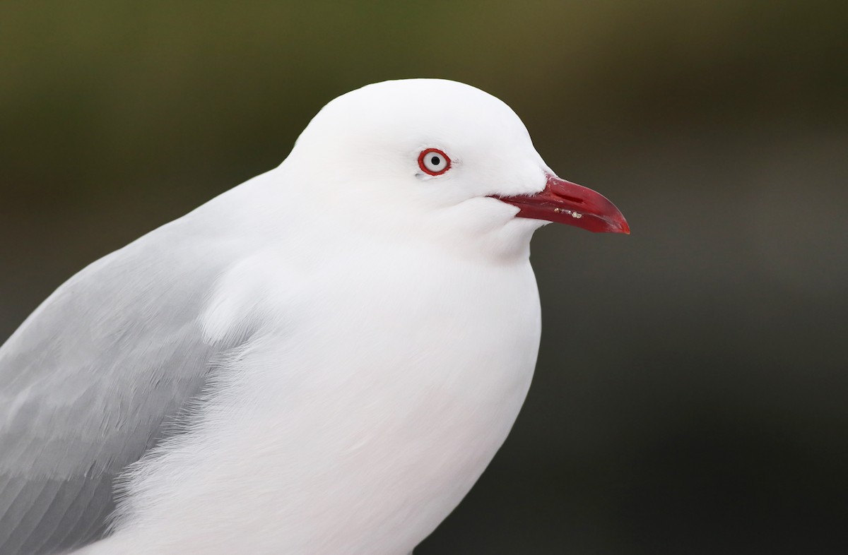 Silver Gull (Red-billed) - Jeremiah Trimble