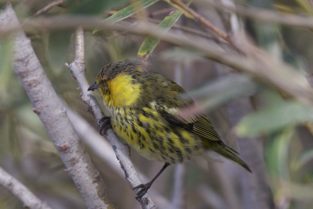 Cape May Warbler - ML116341041